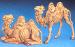 5in Seated/Standing Camels
