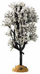 White Hawthorn Tree - 94540